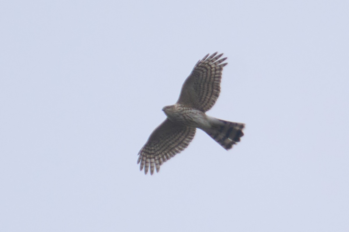 krahujec americký - ML644315620