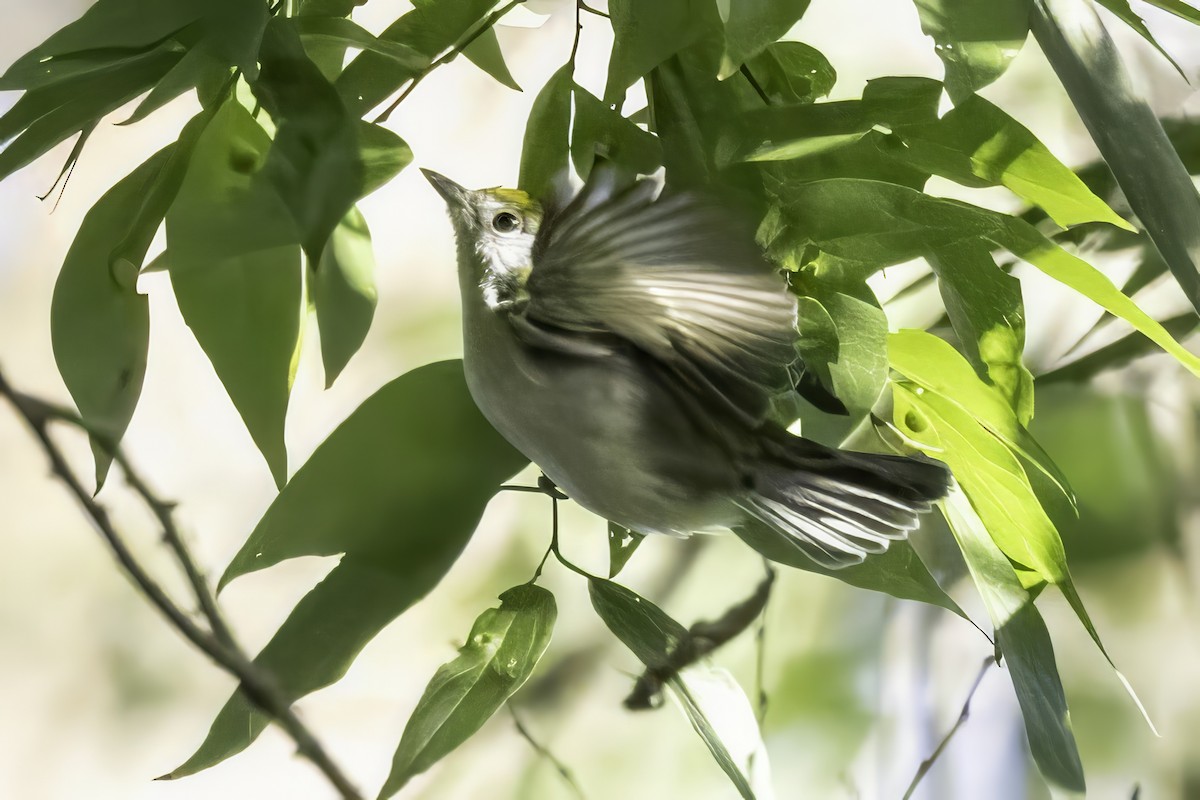 Chestnut-sided Warbler - ML644315622