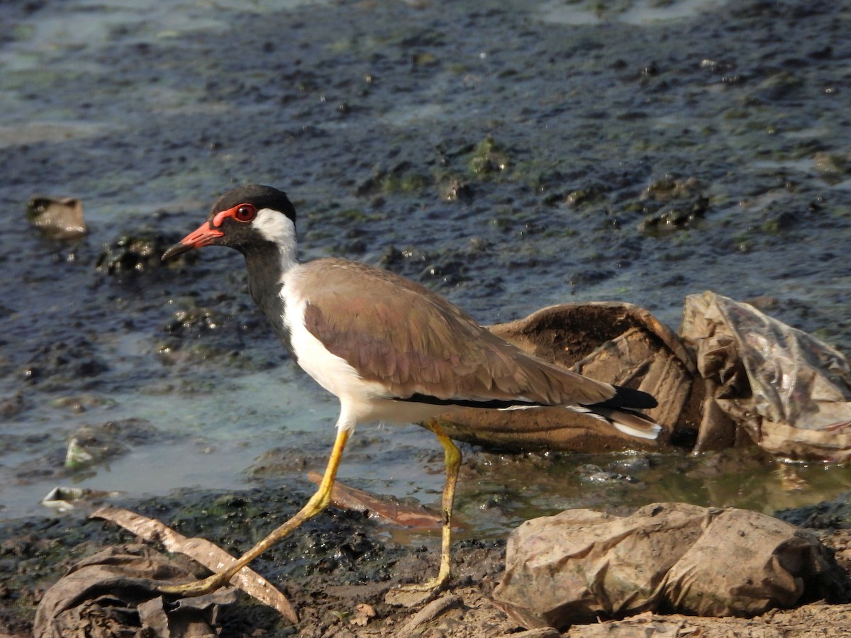 čejka černoprsá - ML644315624