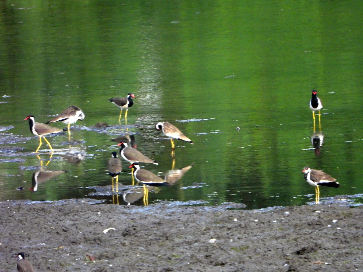 čejka černoprsá - ML644315625