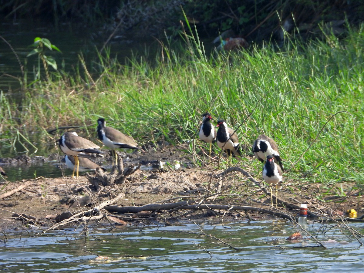 čejka černoprsá - ML644315626