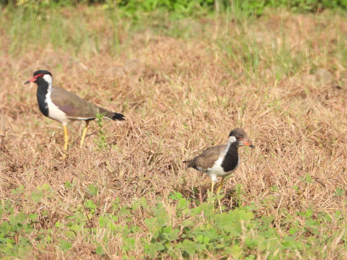 čejka černoprsá - ML644315627