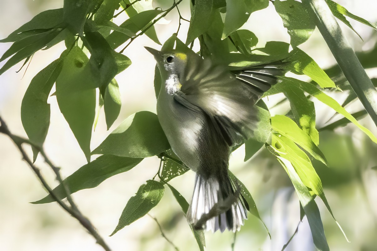 Chestnut-sided Warbler - ML644315631