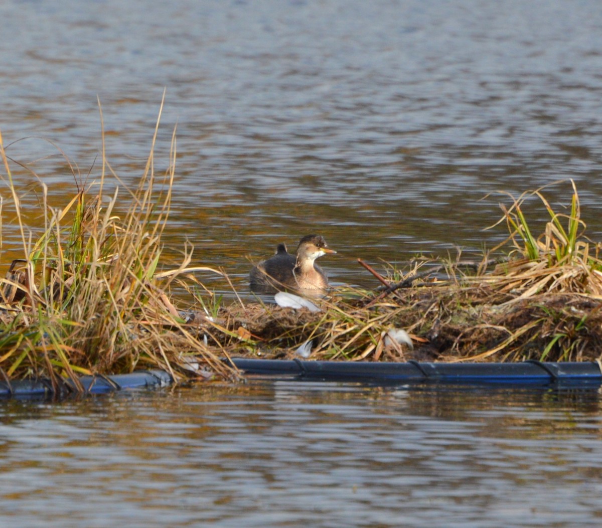 Little Grebe - ML644315648