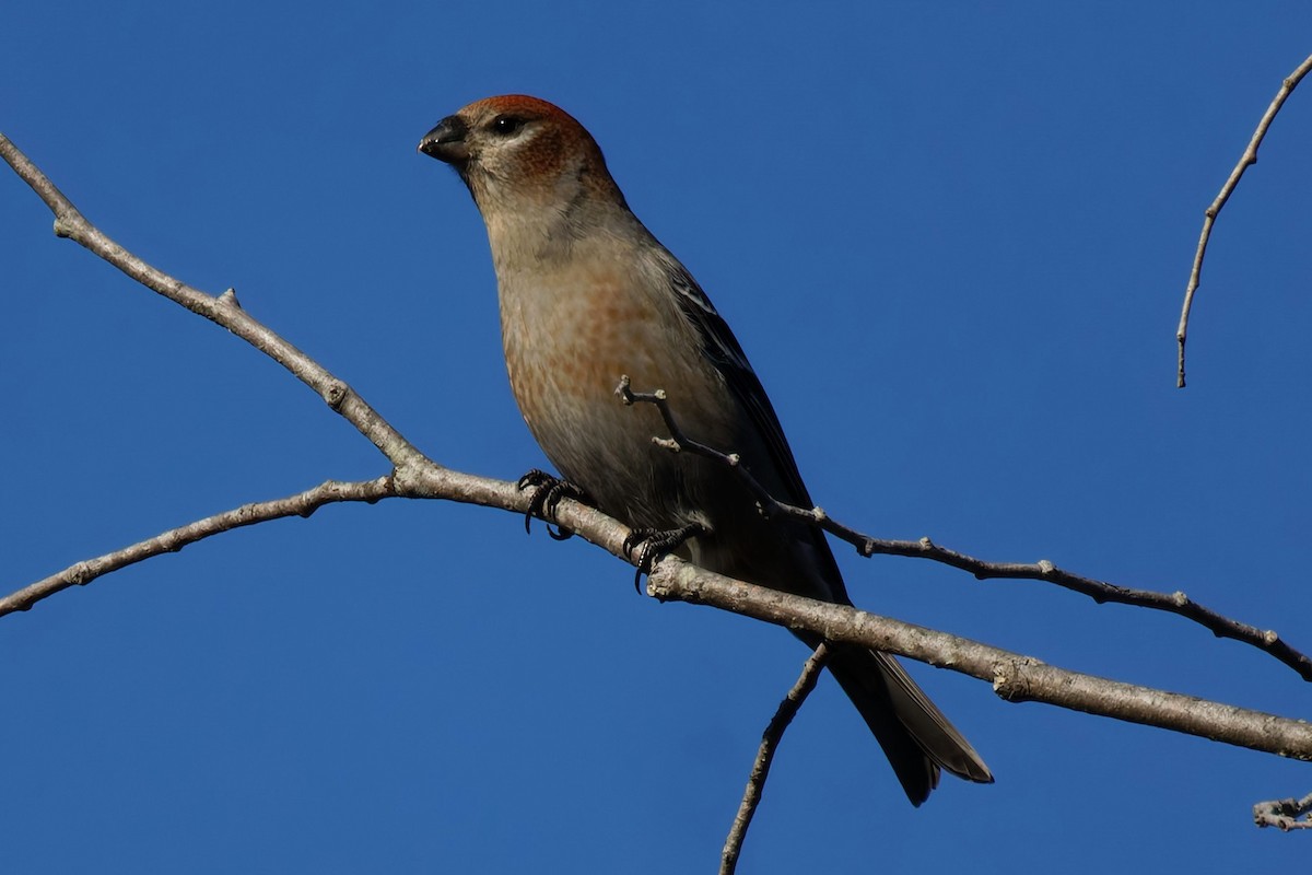 ギンザンマシコ - ML644315652