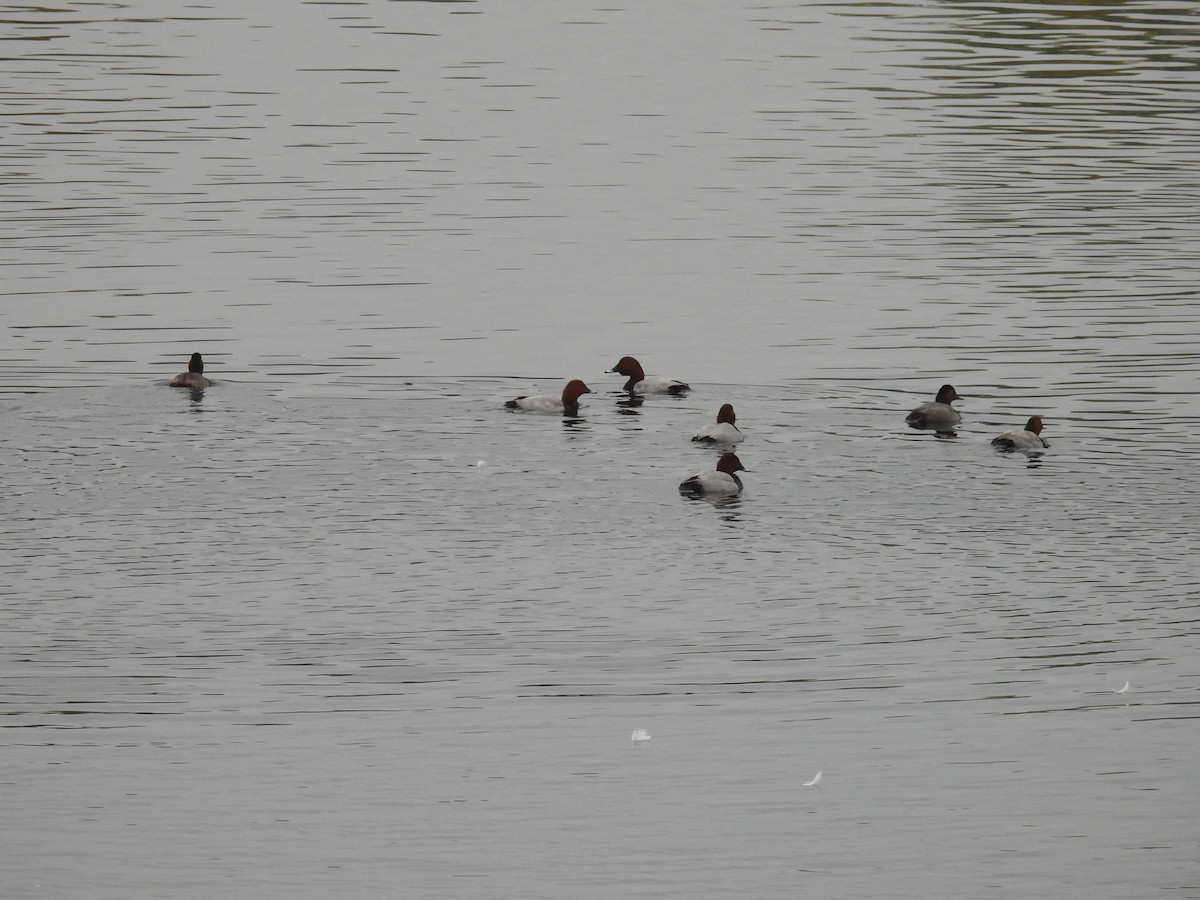 taffeland - ML644315655