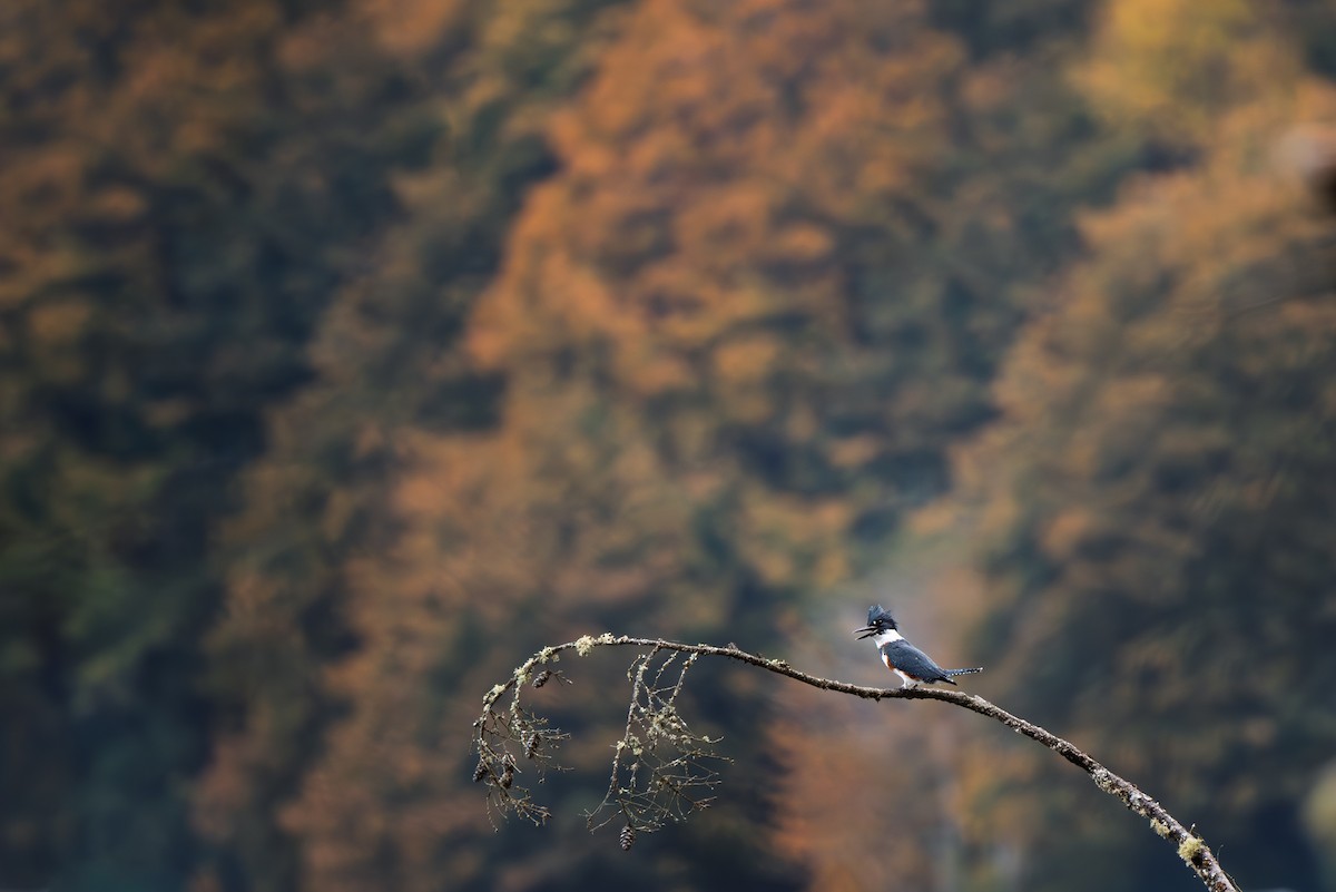 Belted Kingfisher - ML644315656