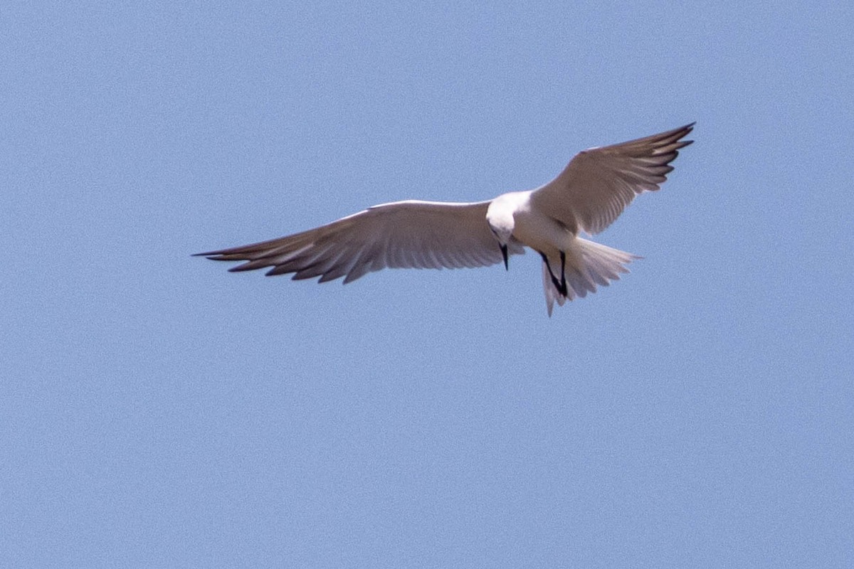 Gull-billed Tern - ML644315664