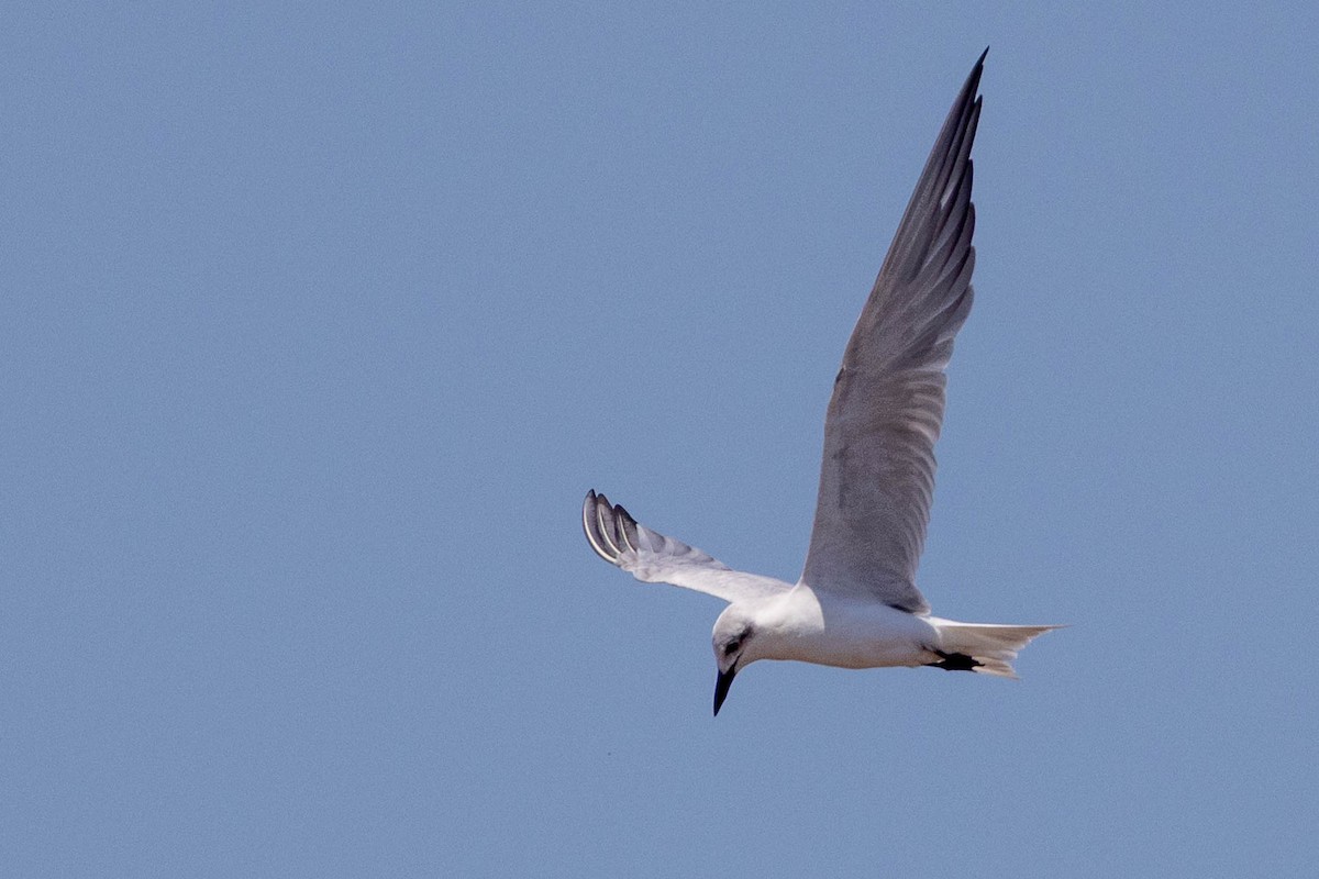Gull-billed Tern - ML644315665