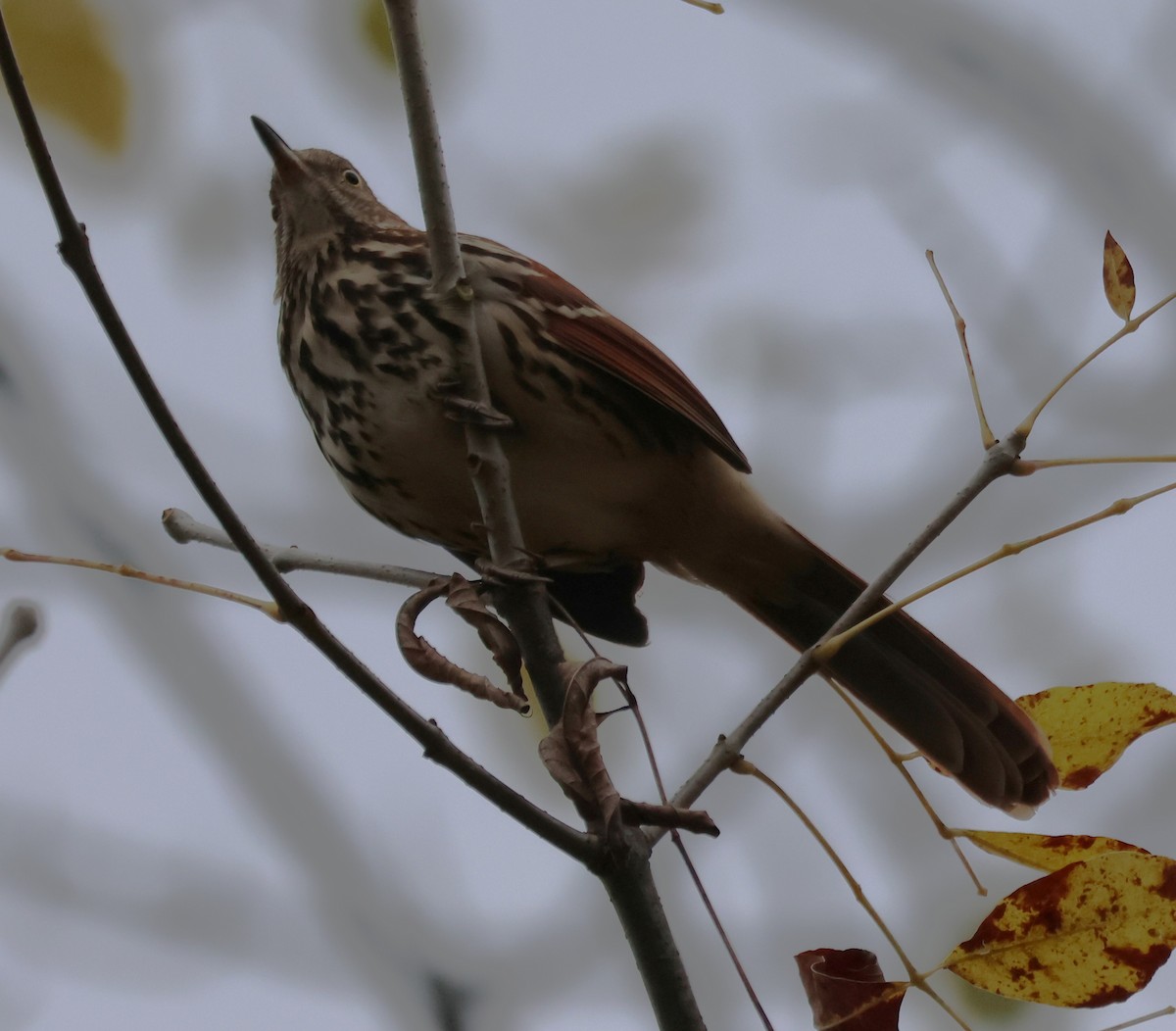 Brown Thrasher - ML644315666