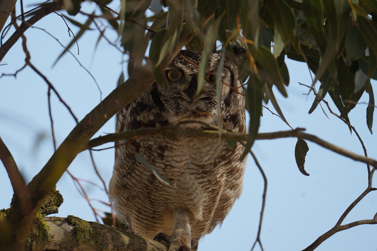 Spotted Eagle-Owl - ML644315668