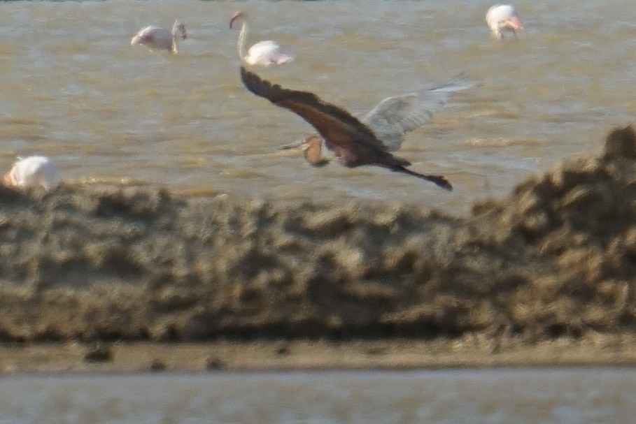 Goliath Heron - ML644315671