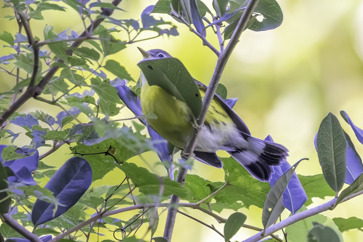 Magnolia Warbler - ML644315672