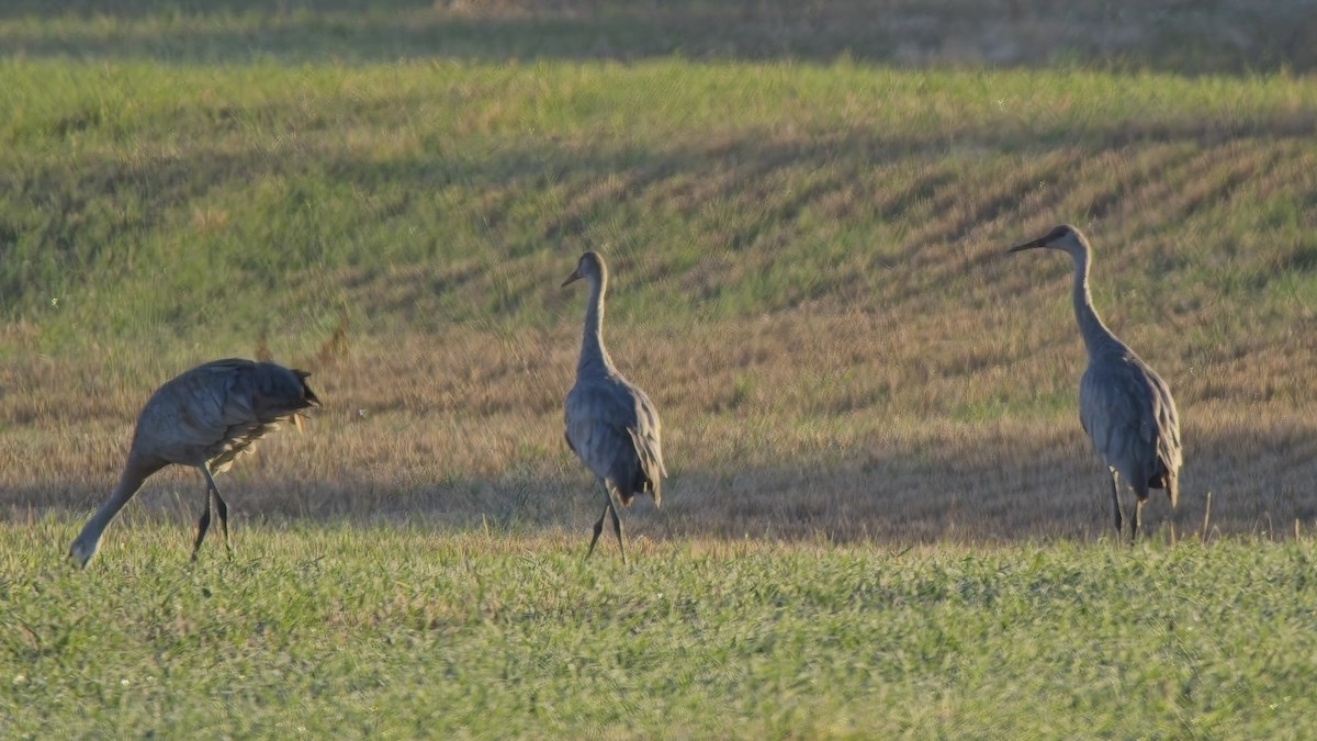 Sandhill Crane - ML644315674