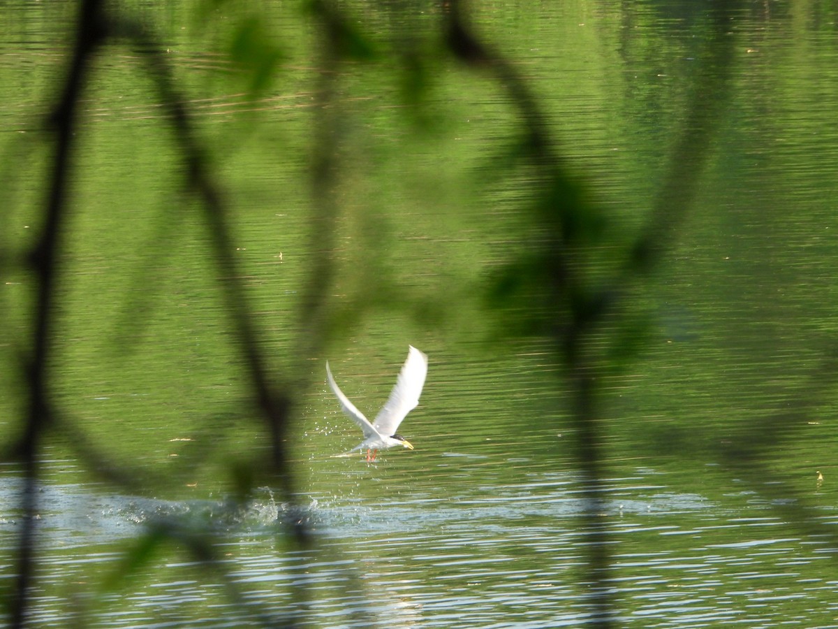 River Tern - ML644315675