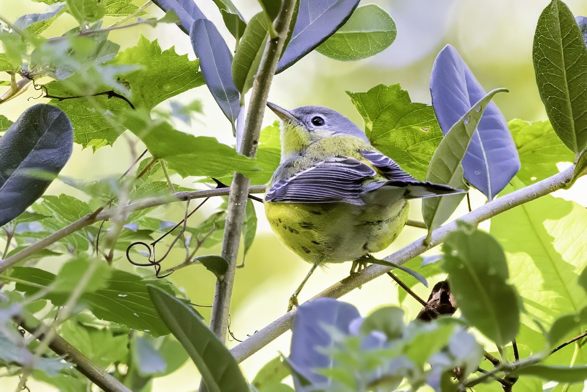 Magnolia Warbler - ML644315676