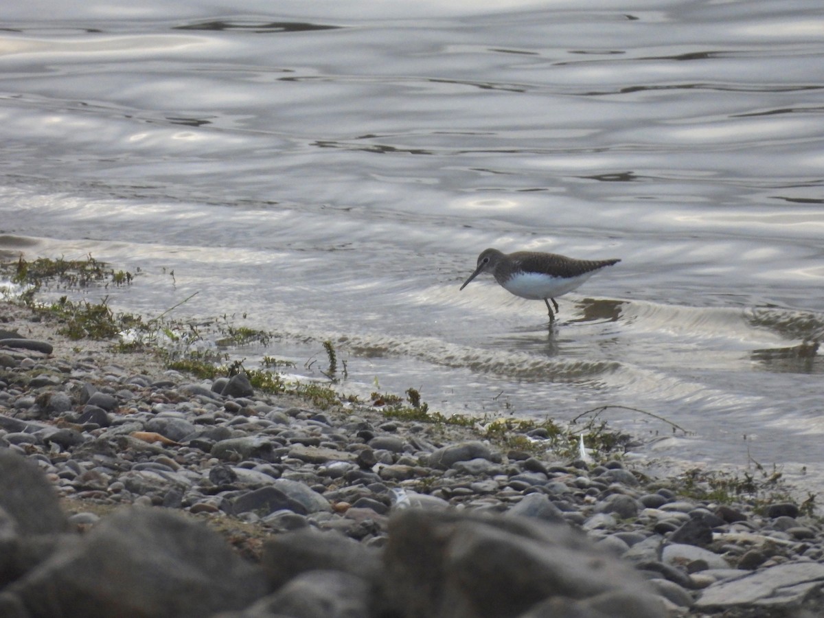 Green Sandpiper - ML644315682