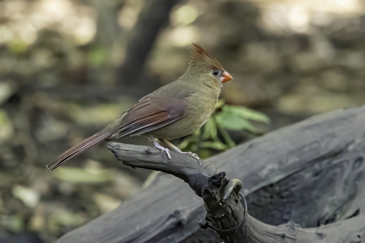 Northern Cardinal - ML644315683
