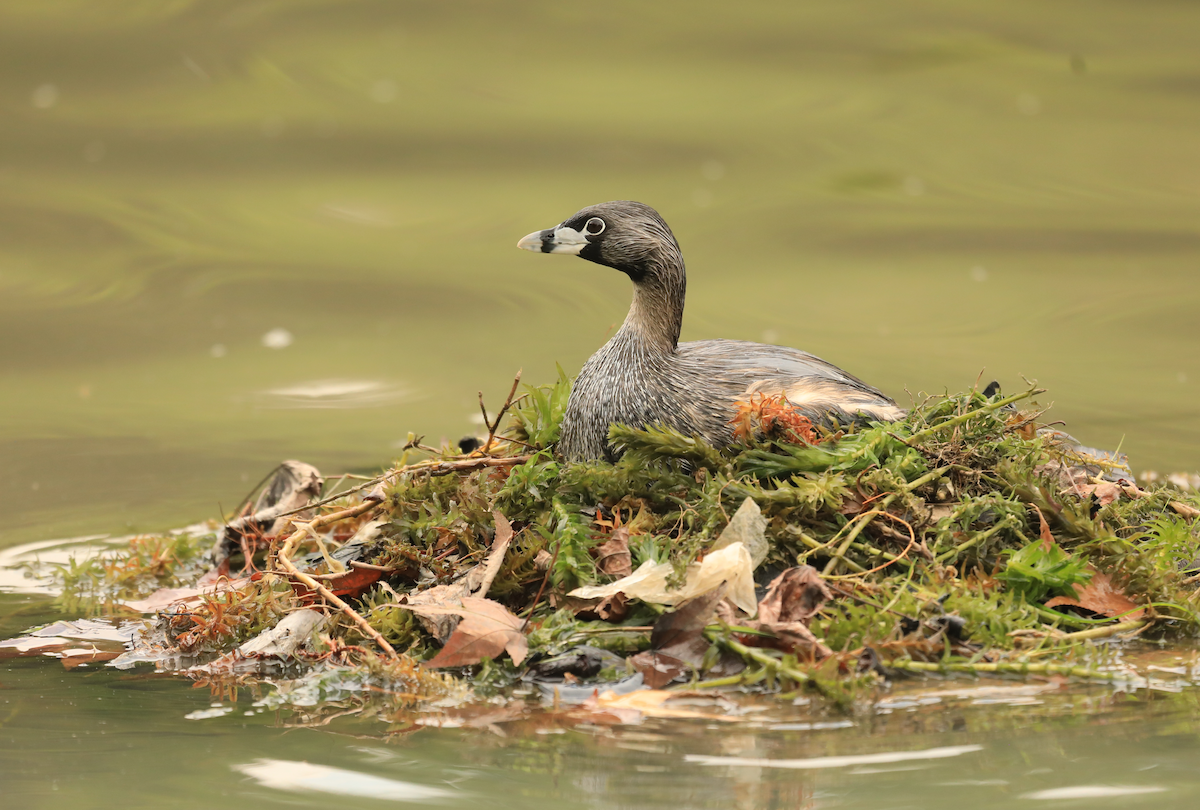 Pied-billed Grebe - ML644315685