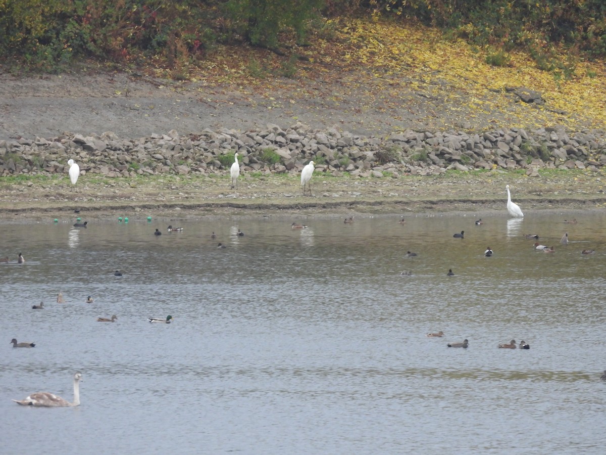 Great Egret - ML644315688