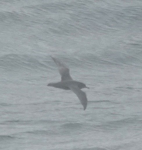 Sooty Shearwater - ML644315689