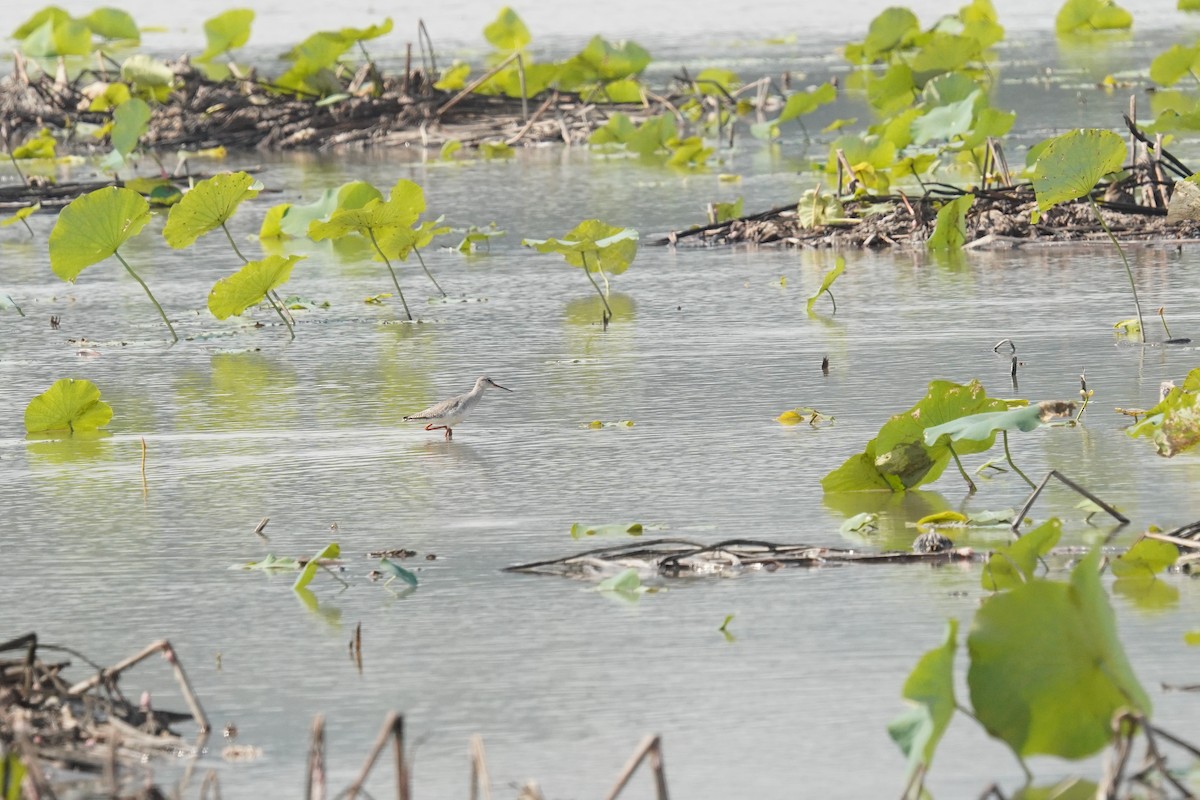 Chevalier arlequin - ML644315690