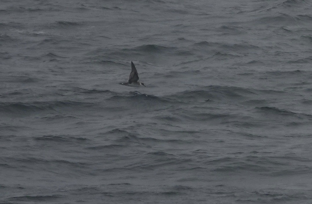 Great Shearwater - ML644315693