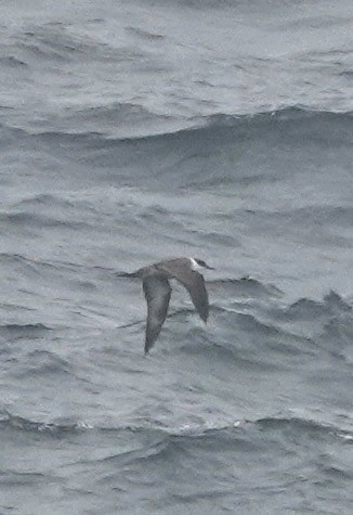 Great Shearwater - ML644315694