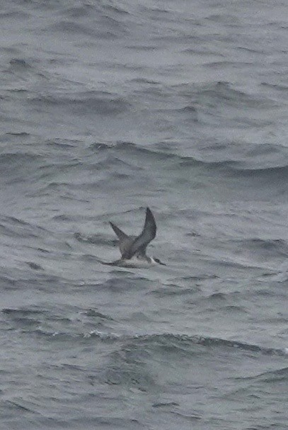 Great Shearwater - ML644315695