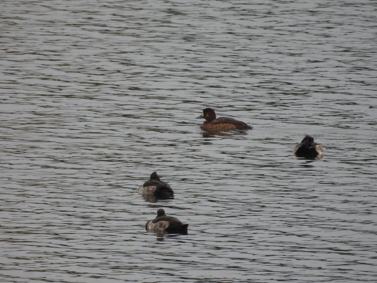Greater Scaup - ML644315699