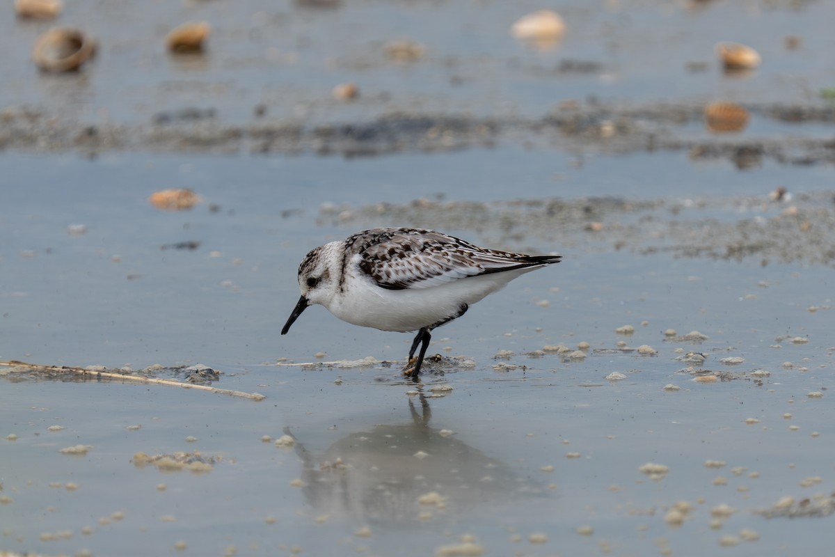 Sanderling - ML644315700