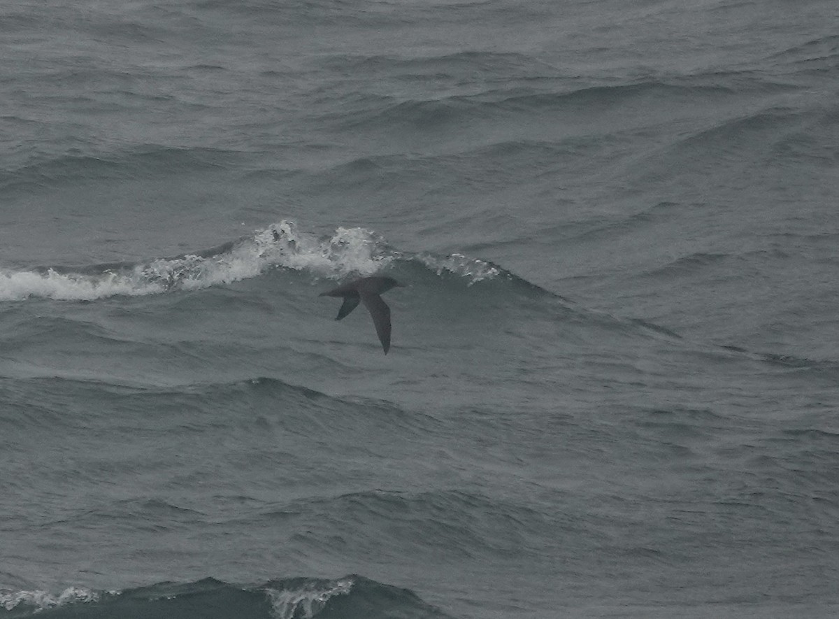 Sooty Shearwater - ML644315701