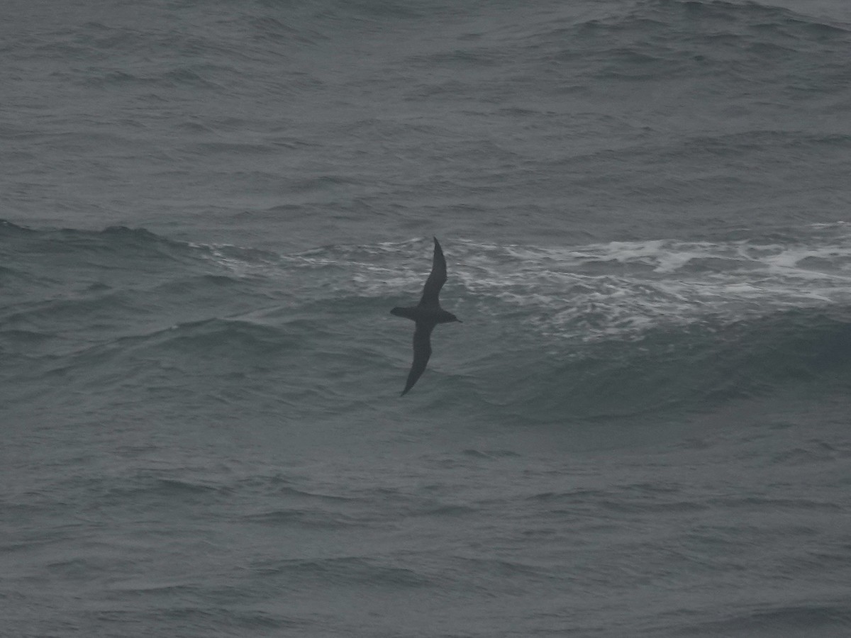 Sooty Shearwater - ML644315702