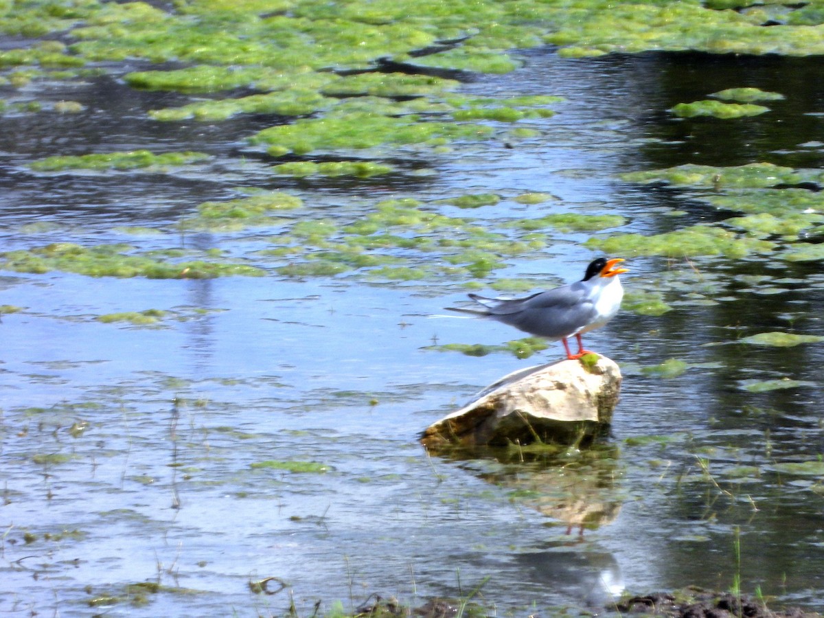 Sterne de rivière - ML644315704