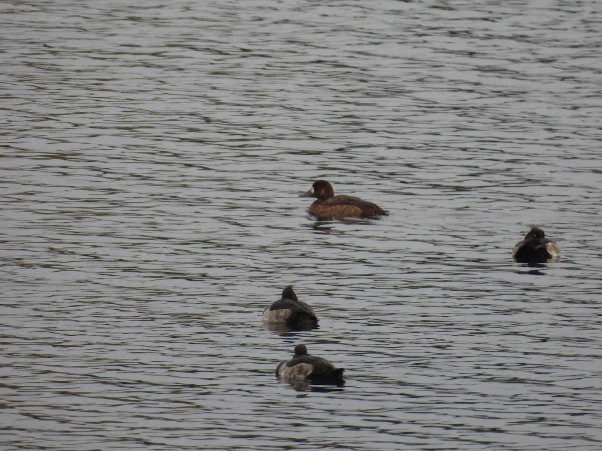 Greater Scaup - ML644315705