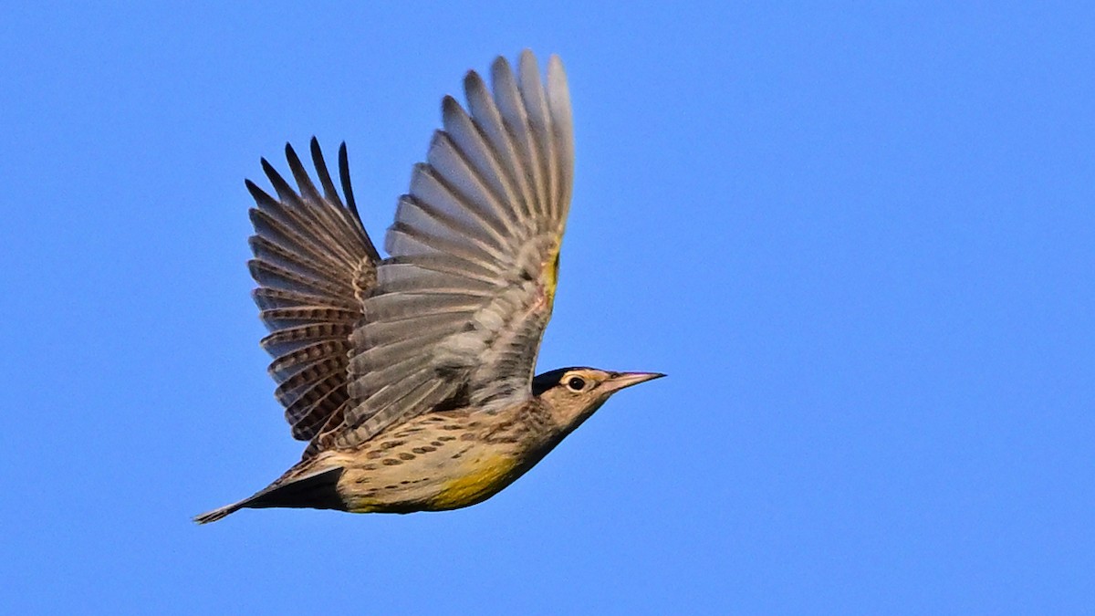 prærielerketrupial - ML644315706