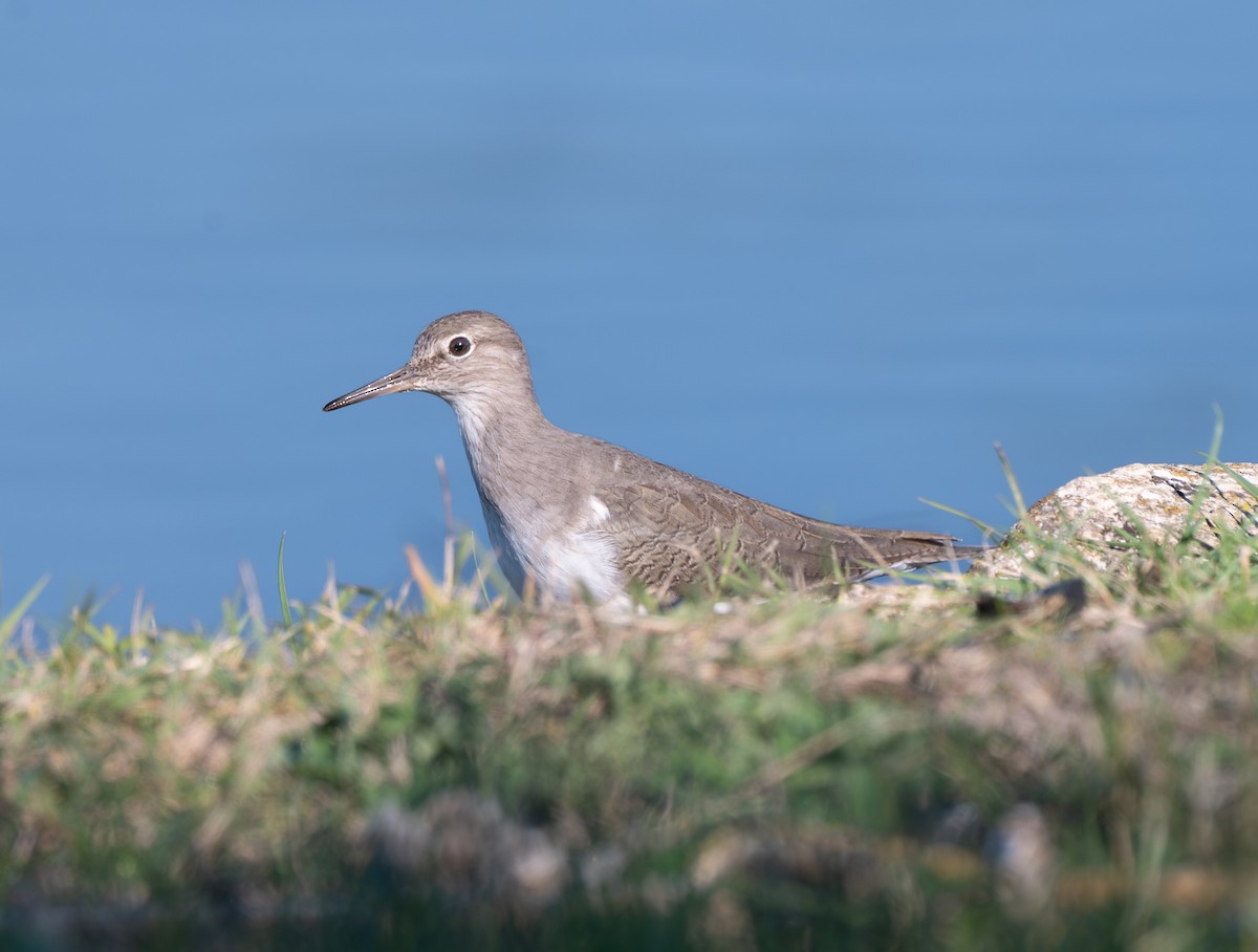 Chevalier guignette - ML644315708