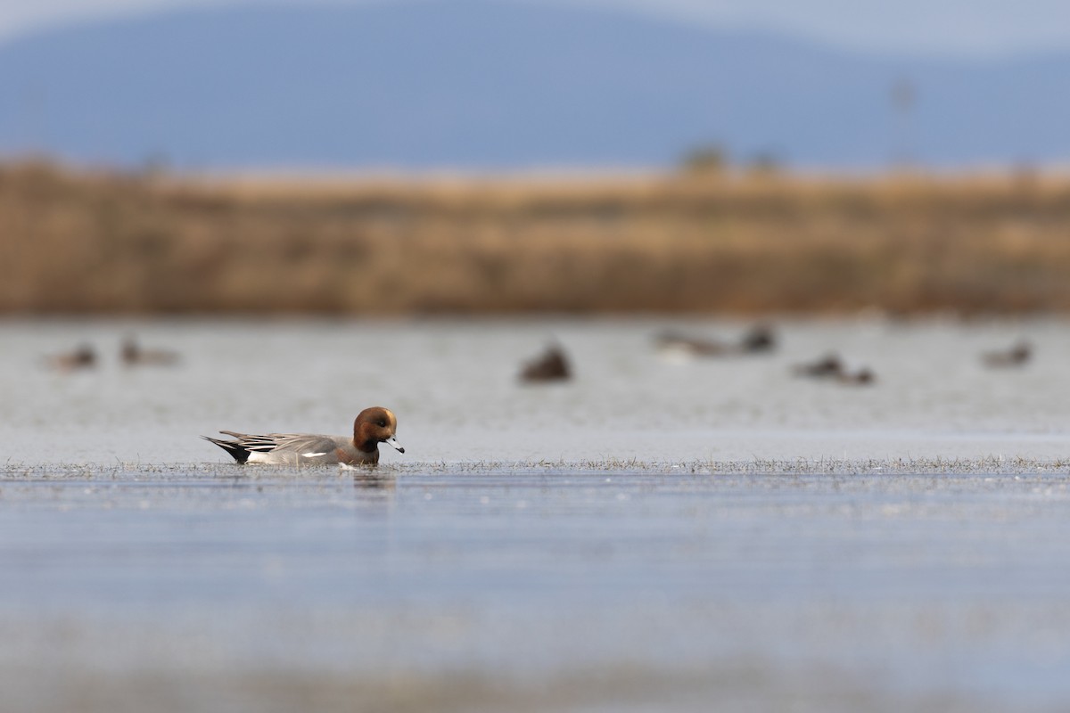 Canard siffleur - ML644315711