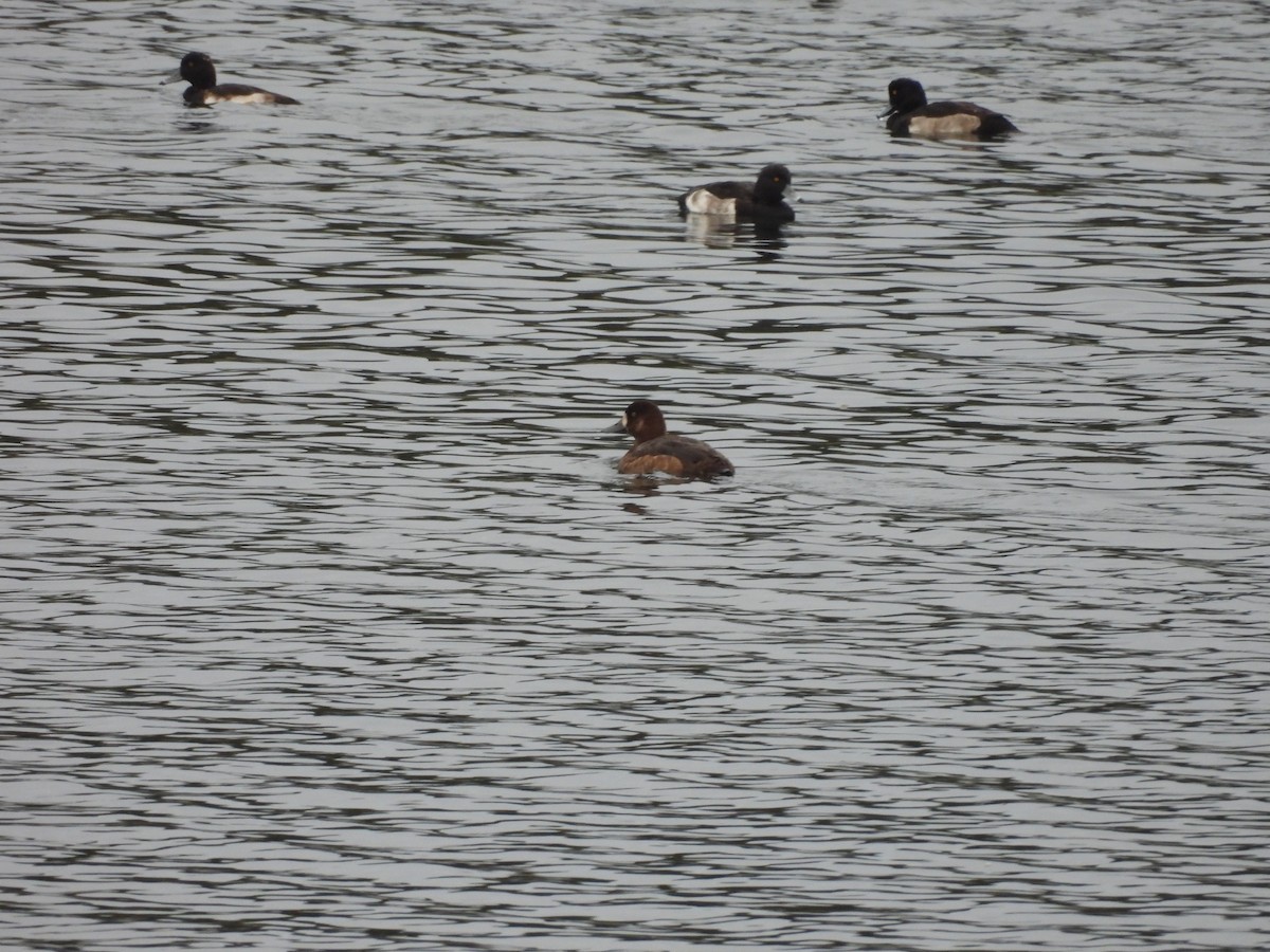 Greater Scaup - ML644315712