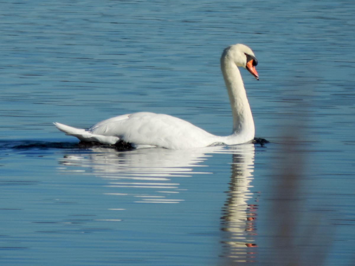 Cygne tuberculé - ML644315716