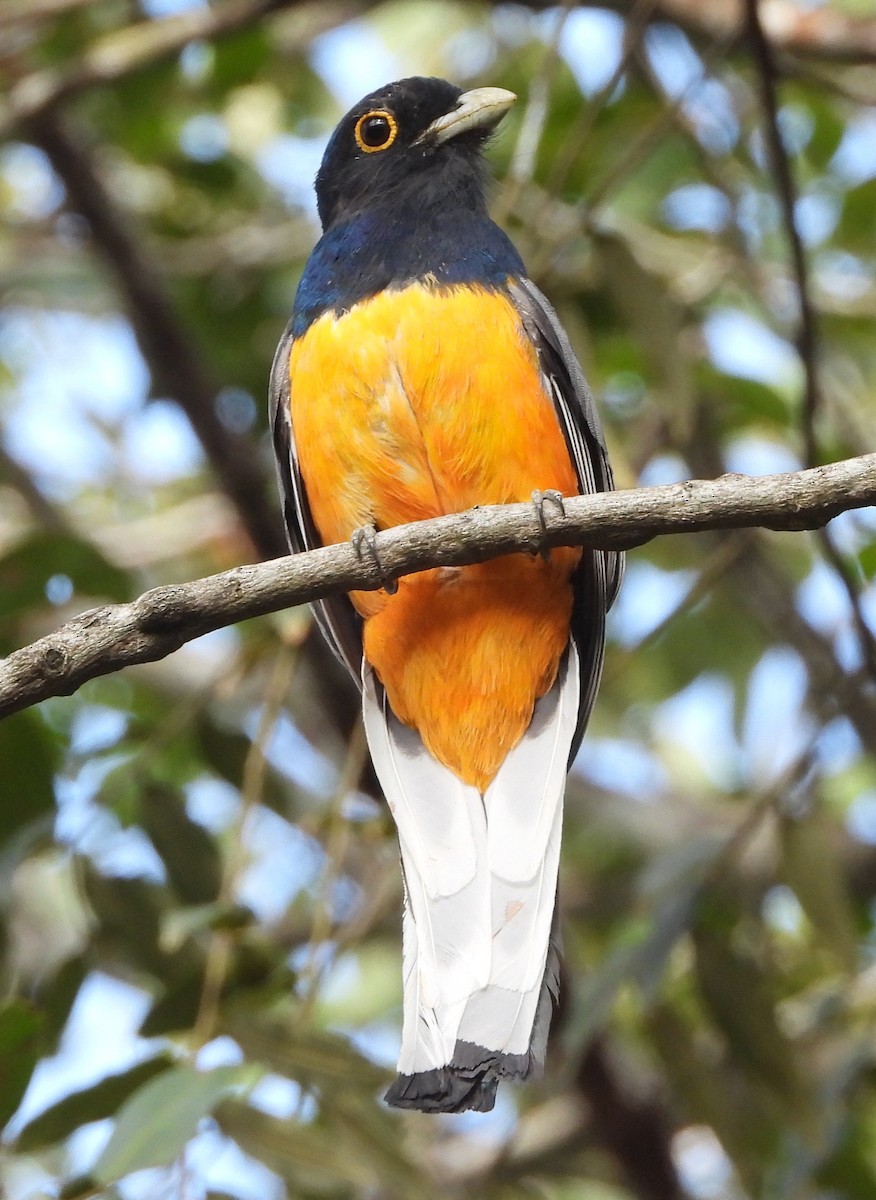 Trogon surucua (aurantius) - ML644315719
