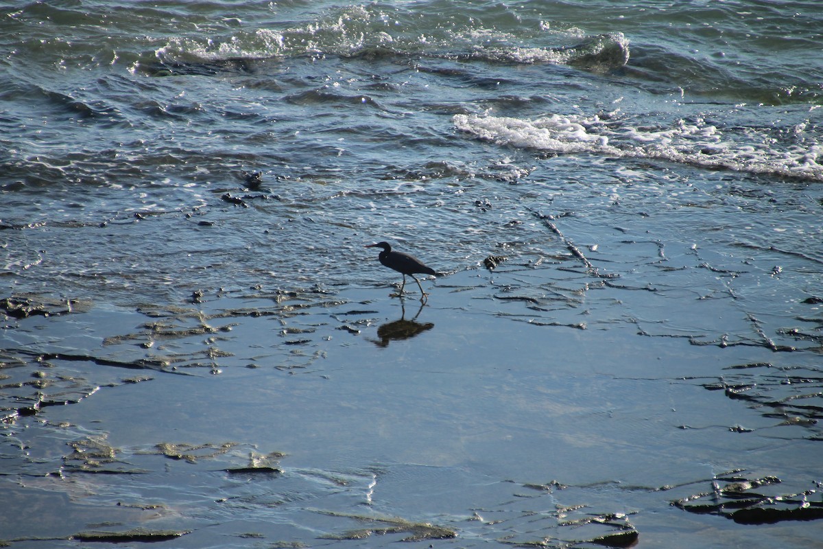 Aigrette sacrée - ML644315723