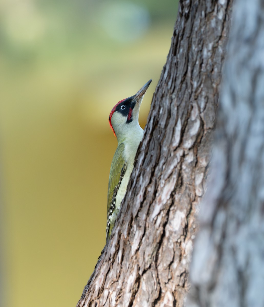 Pic vert - ML644315724