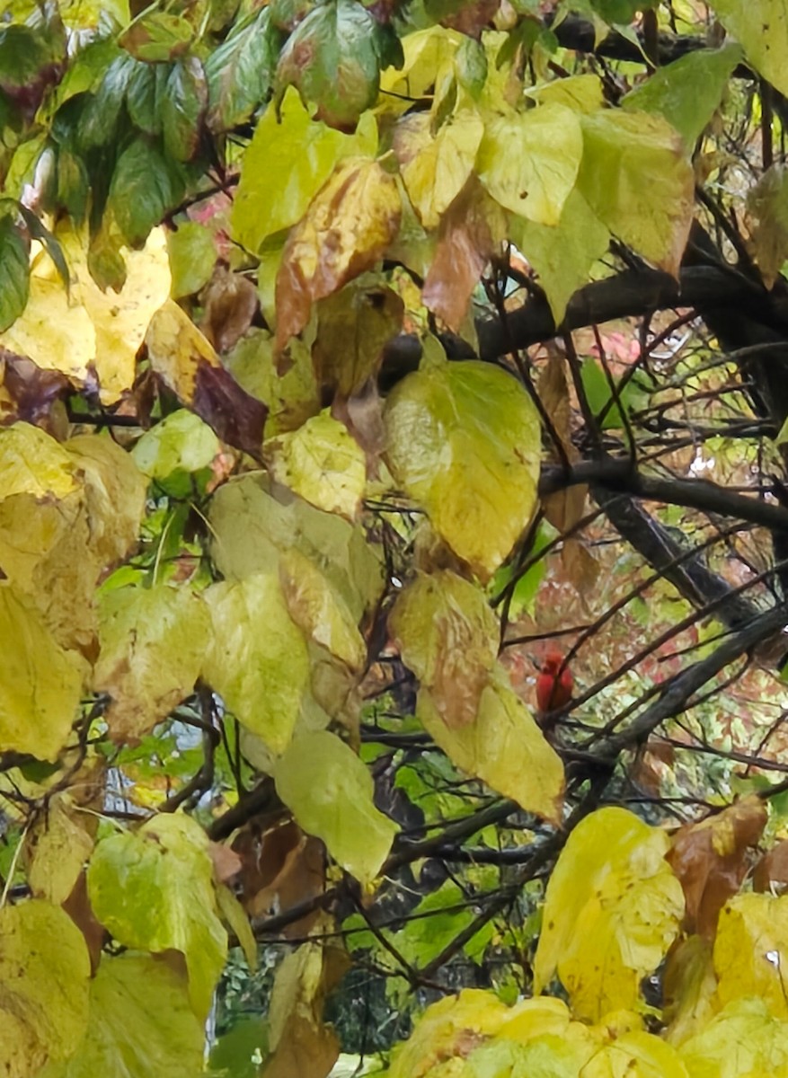 Cardinal rouge - ML644315725