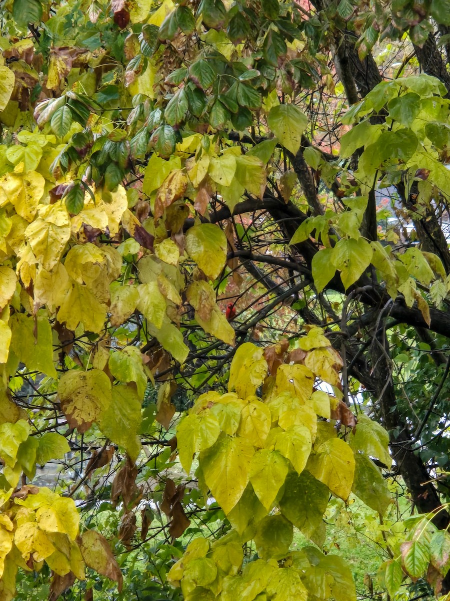 Cardinal rouge - ML644315726