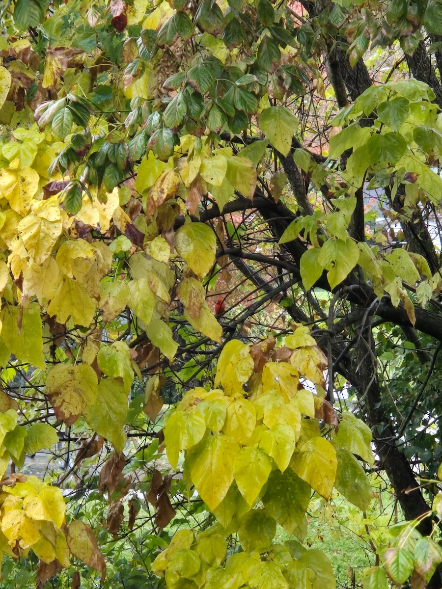 Cardinal rouge - ML644315727