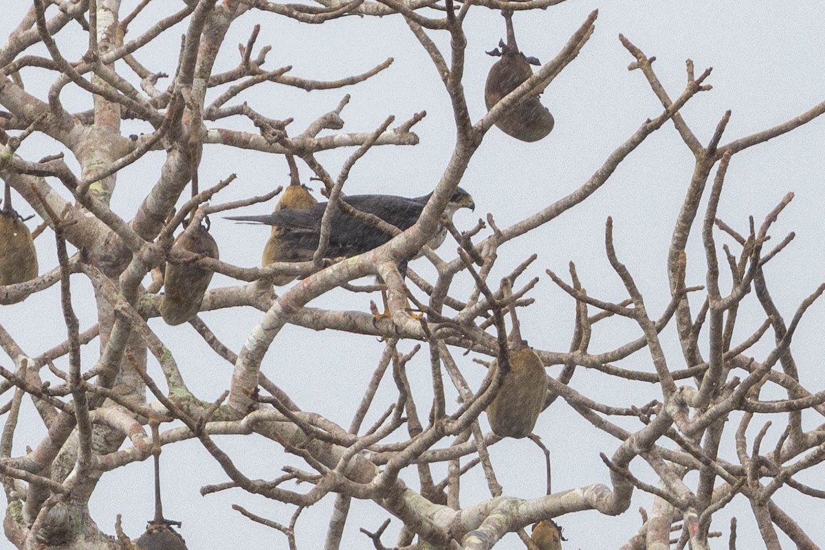 Autour noir - ML644315729