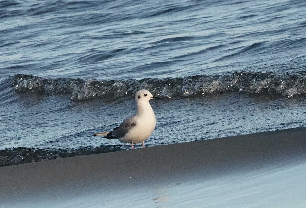 Mouette de Bonaparte - ML644315730