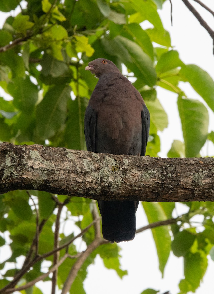 holub středoamerický - ML644315731