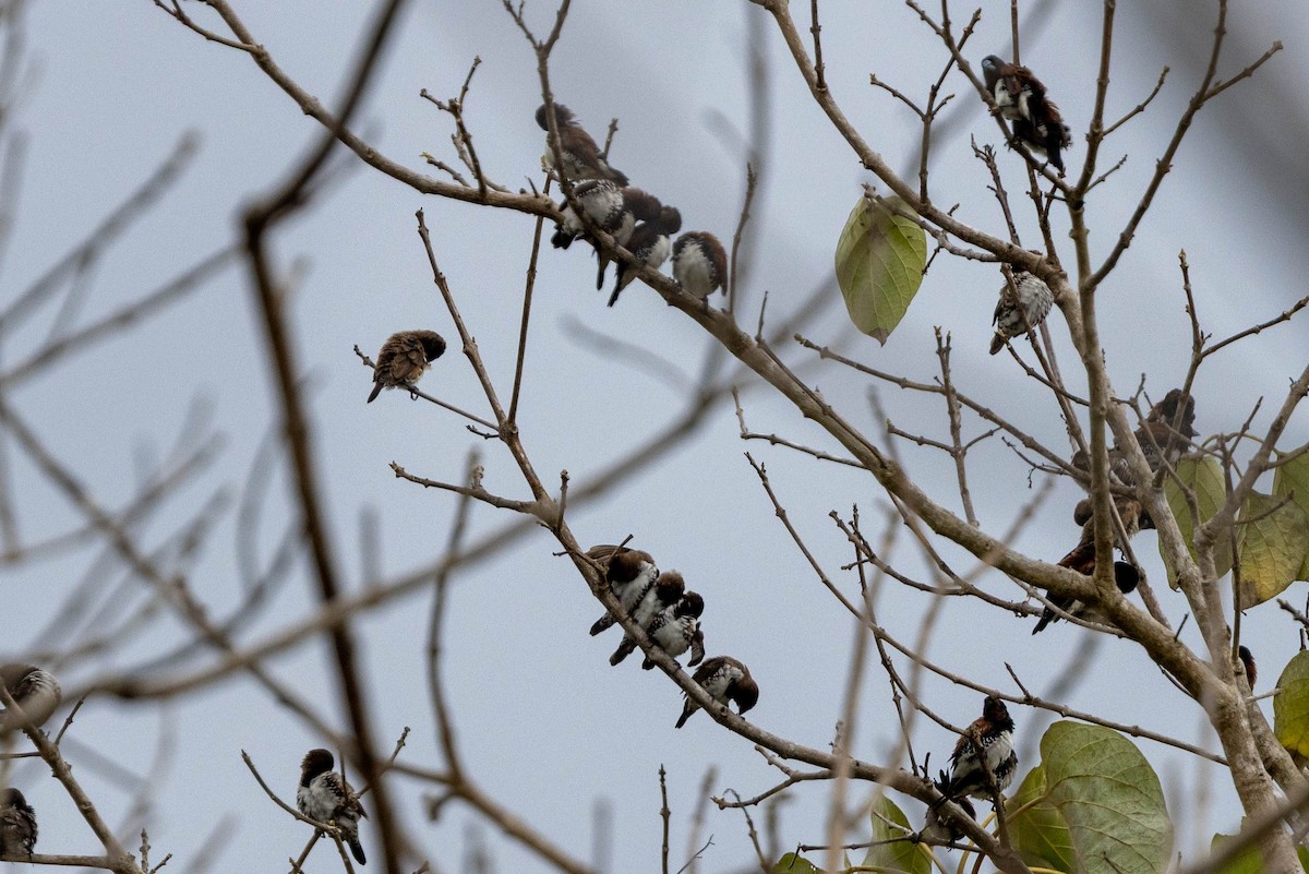 Capucin nonnette - ML644315732